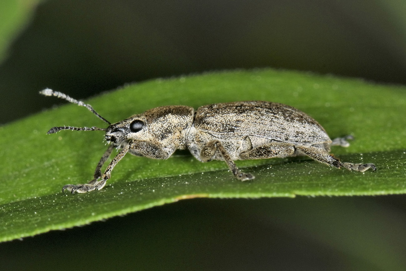 Curculionidae: Tanymecus palliatus?